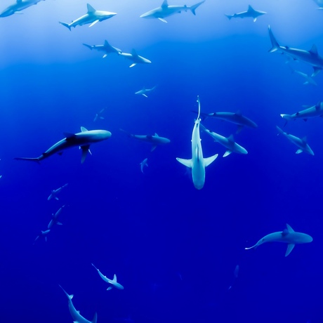 Maldives | Predators of the Reef